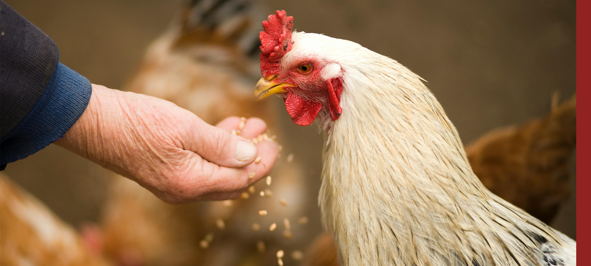 KANATLILAR İÇİN...