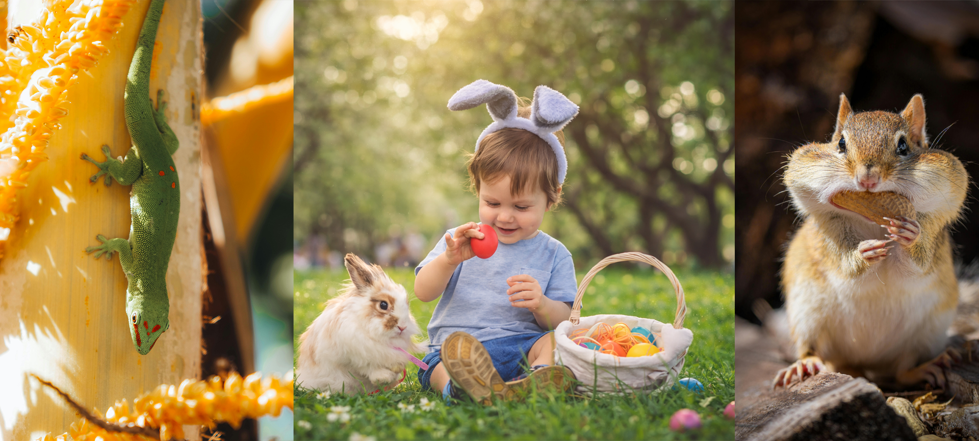 KEMİRGEN VE SÜRÜNGEN DOSTLARINIZ İÇİN...